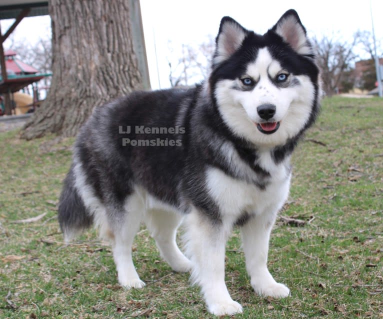 Rue, a Pomsky tested with EmbarkVet.com