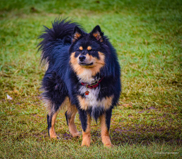 Micah, a Finnish Lapphund tested with EmbarkVet.com