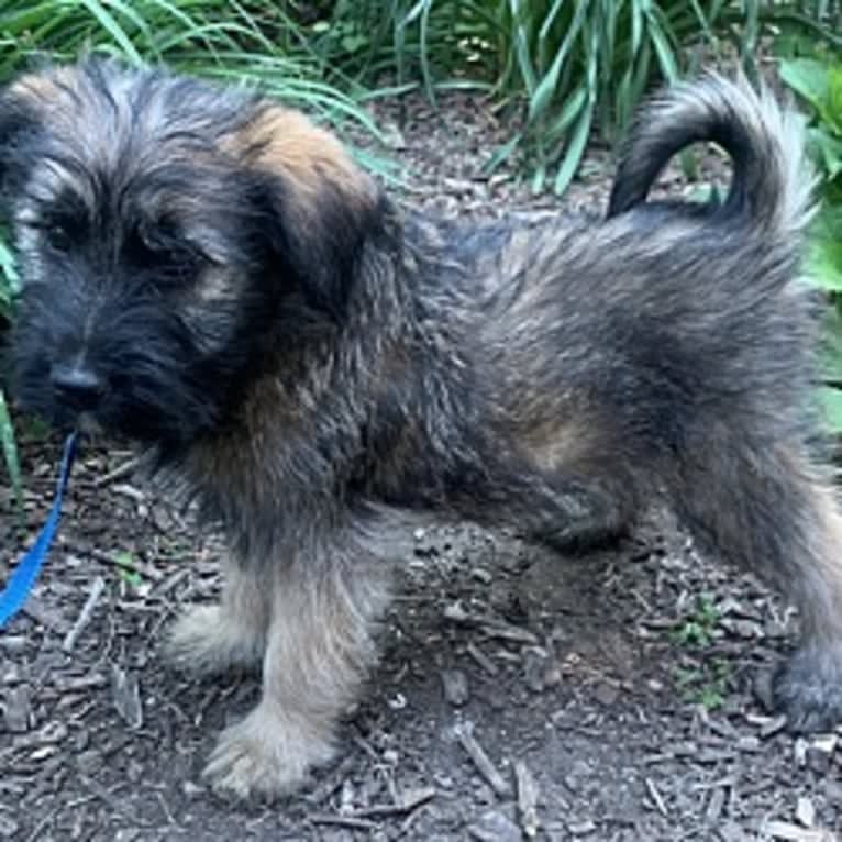 Pickles, a Norwegian Elkhound and Soft Coated Wheaten Terrier mix tested with EmbarkVet.com