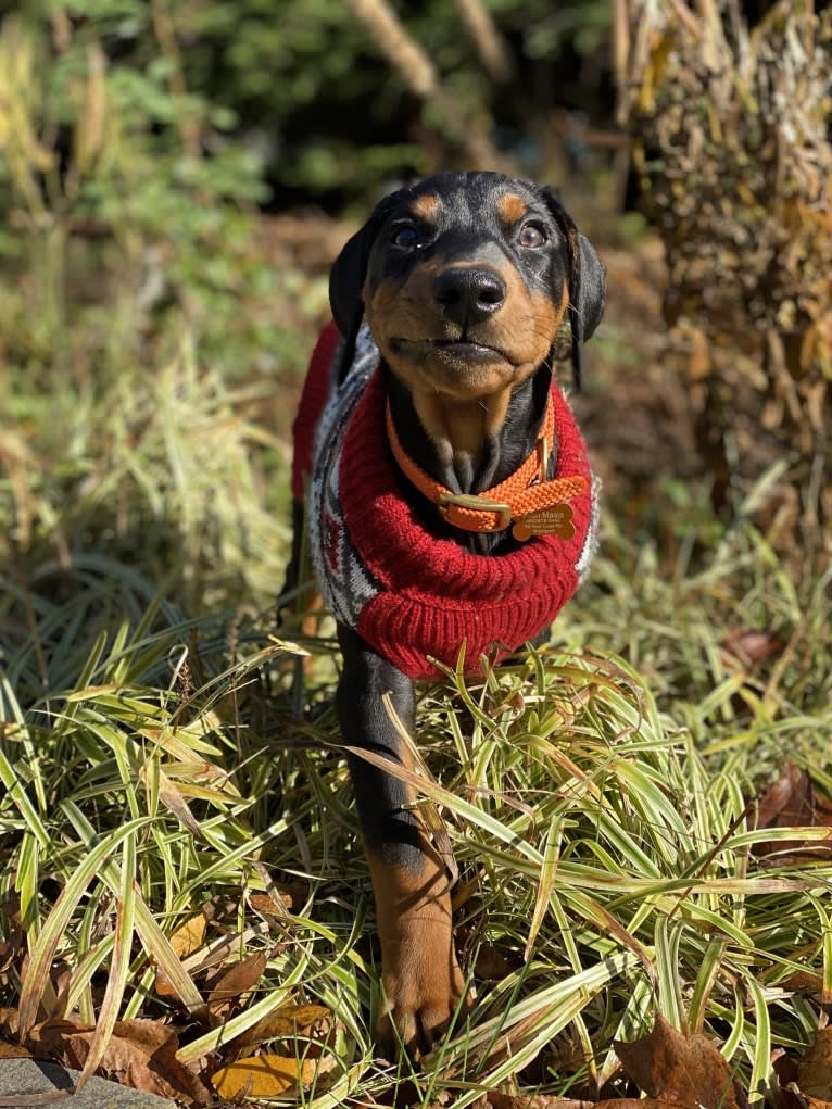 Milan Masia, a German Pinscher tested with EmbarkVet.com