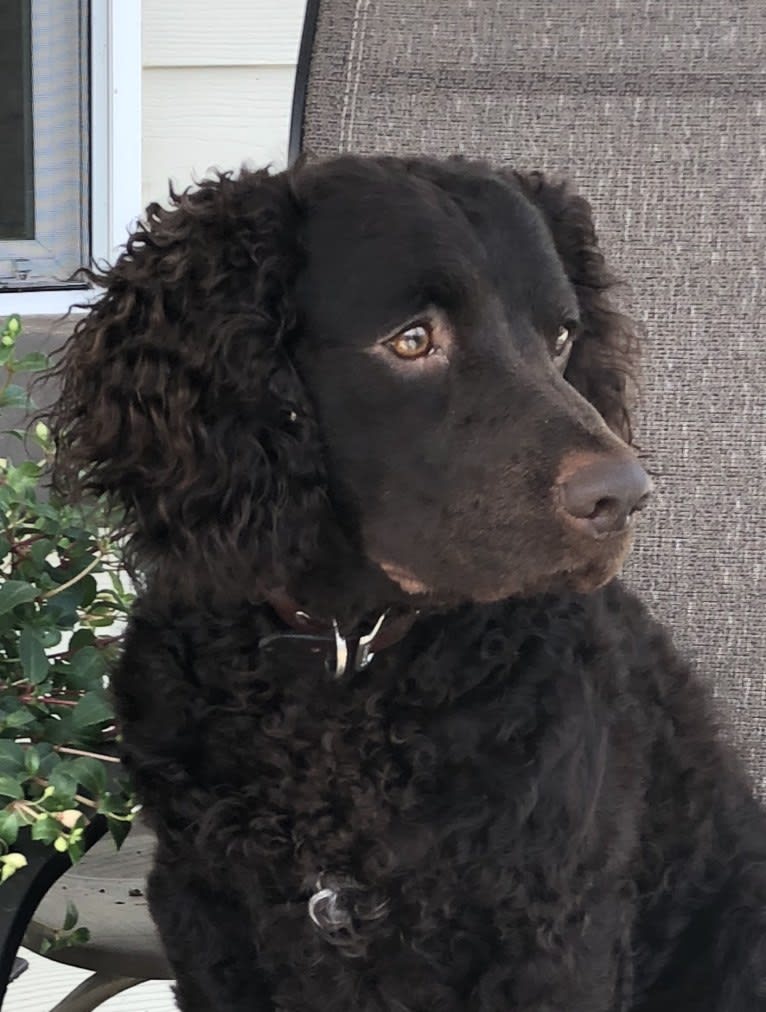 Decoy, an American Water Spaniel tested with EmbarkVet.com