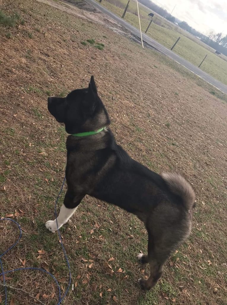 Aengus, an Akita tested with EmbarkVet.com