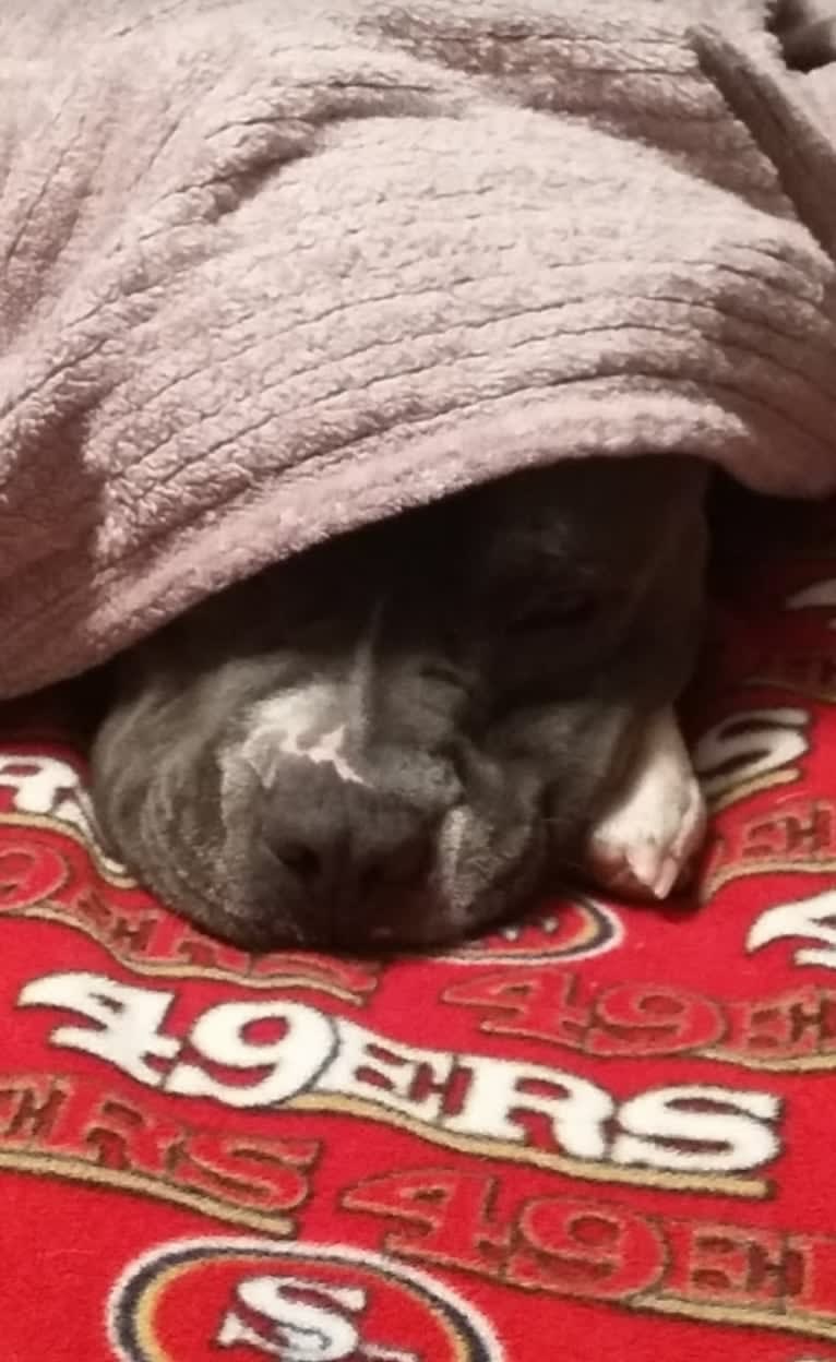 Zeus, an American Bully tested with EmbarkVet.com