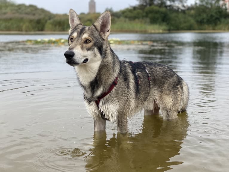 Kasper (Mountain Dew Phillip), a Saarloos Wolfdog tested with EmbarkVet.com