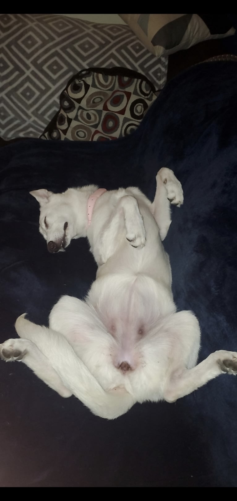 Sundae, a White Shepherd tested with EmbarkVet.com