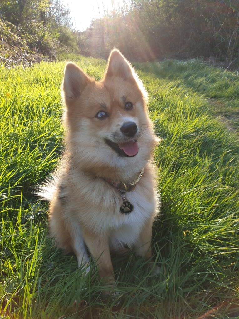 Goku, a Pomsky tested with EmbarkVet.com