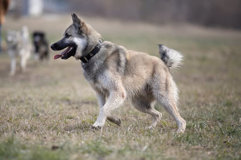 Arax a dog tested with EmbarkVet.com
