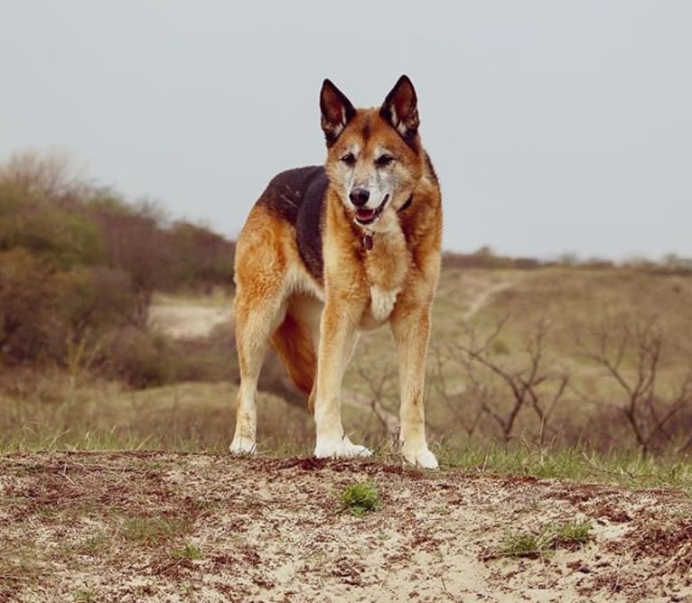 Sandy, a German Shepherd Dog and Siberian Husky mix tested with EmbarkVet.com