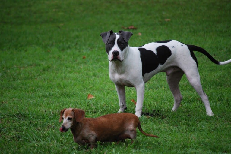 Cypress, an American Bully and American Pit Bull Terrier mix tested with EmbarkVet.com