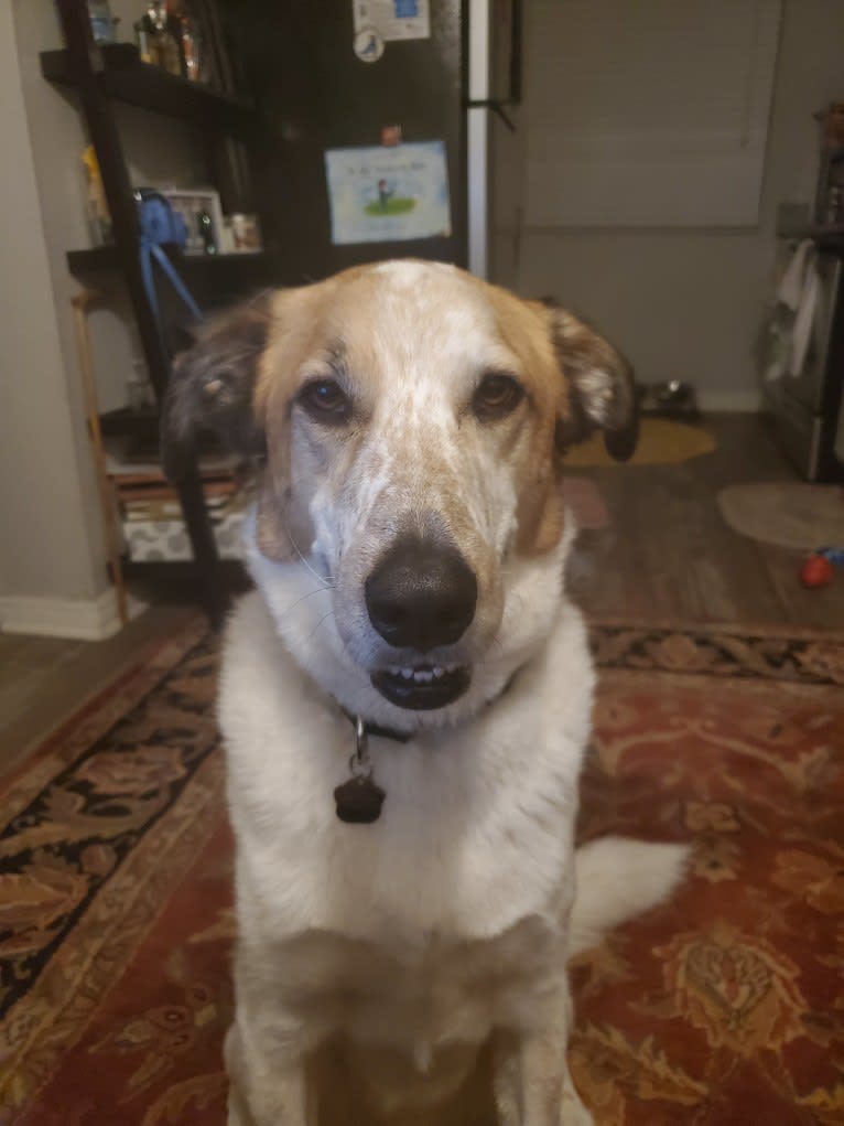 Gus, a Great Pyrenees and Australian Cattle Dog mix tested with EmbarkVet.com