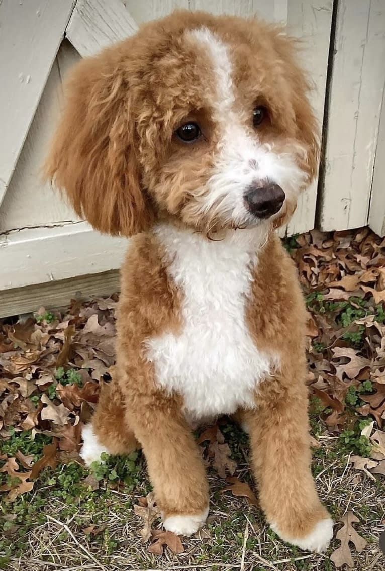 Reba, a Goldendoodle tested with EmbarkVet.com