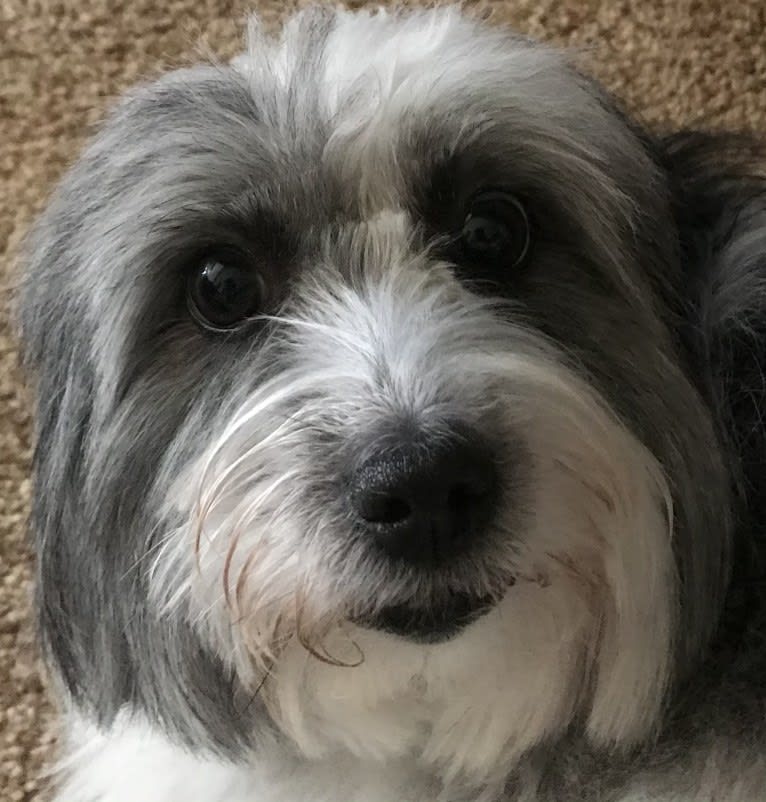 Winham’s “DollyBelle” of Rocky Mountain Cotons, a Coton de Tulear tested with EmbarkVet.com