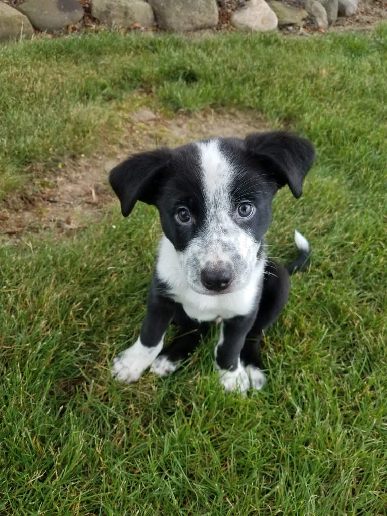 Jason, a Koolie tested with EmbarkVet.com