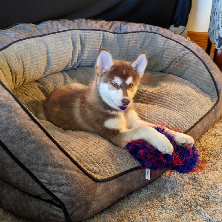 Gambit, a Siberian Husky and Australian Shepherd mix tested with EmbarkVet.com