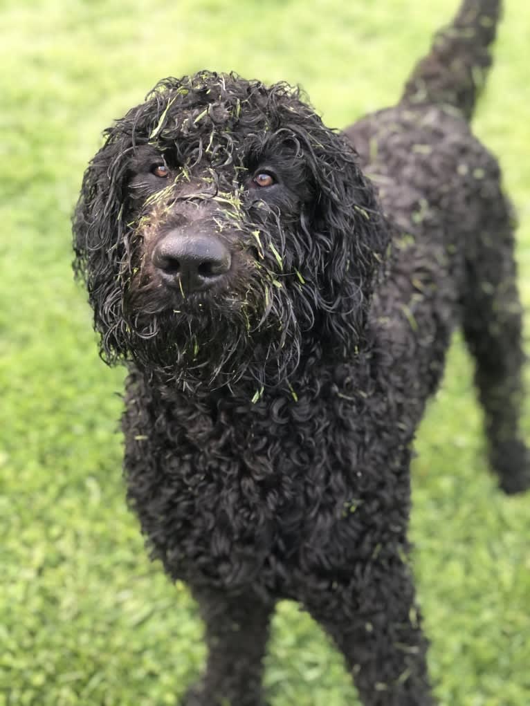 Louie, a Goldendoodle tested with EmbarkVet.com