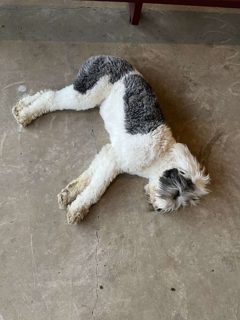 Indy, an Old English Sheepdog tested with EmbarkVet.com