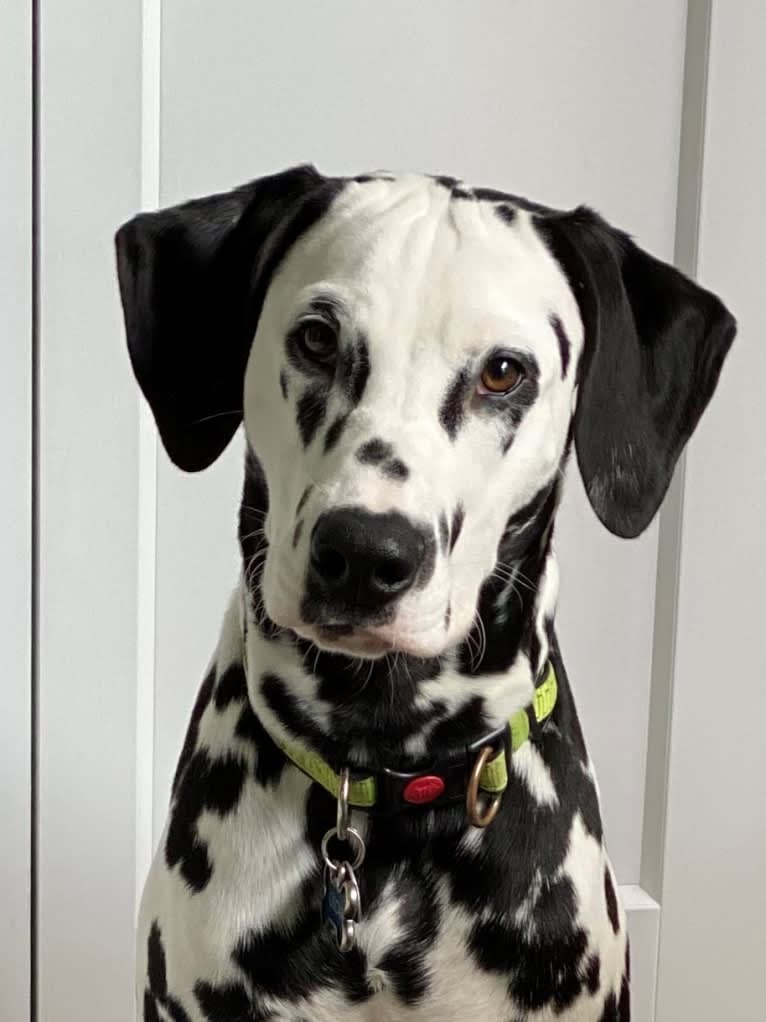 Oscar, a Dalmatian tested with EmbarkVet.com