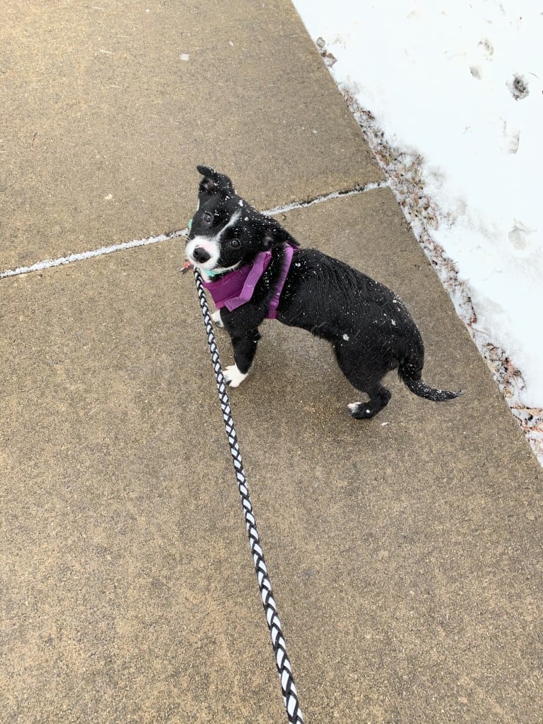 Petunia, an Australian Cattle Dog and Beagle mix tested with EmbarkVet.com