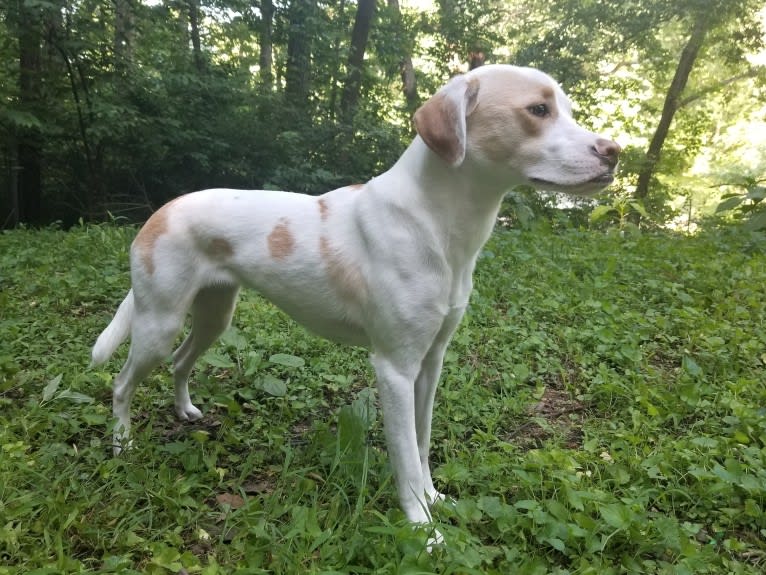 Valkyrie, an American Pit Bull Terrier and Shih Tzu mix tested with EmbarkVet.com