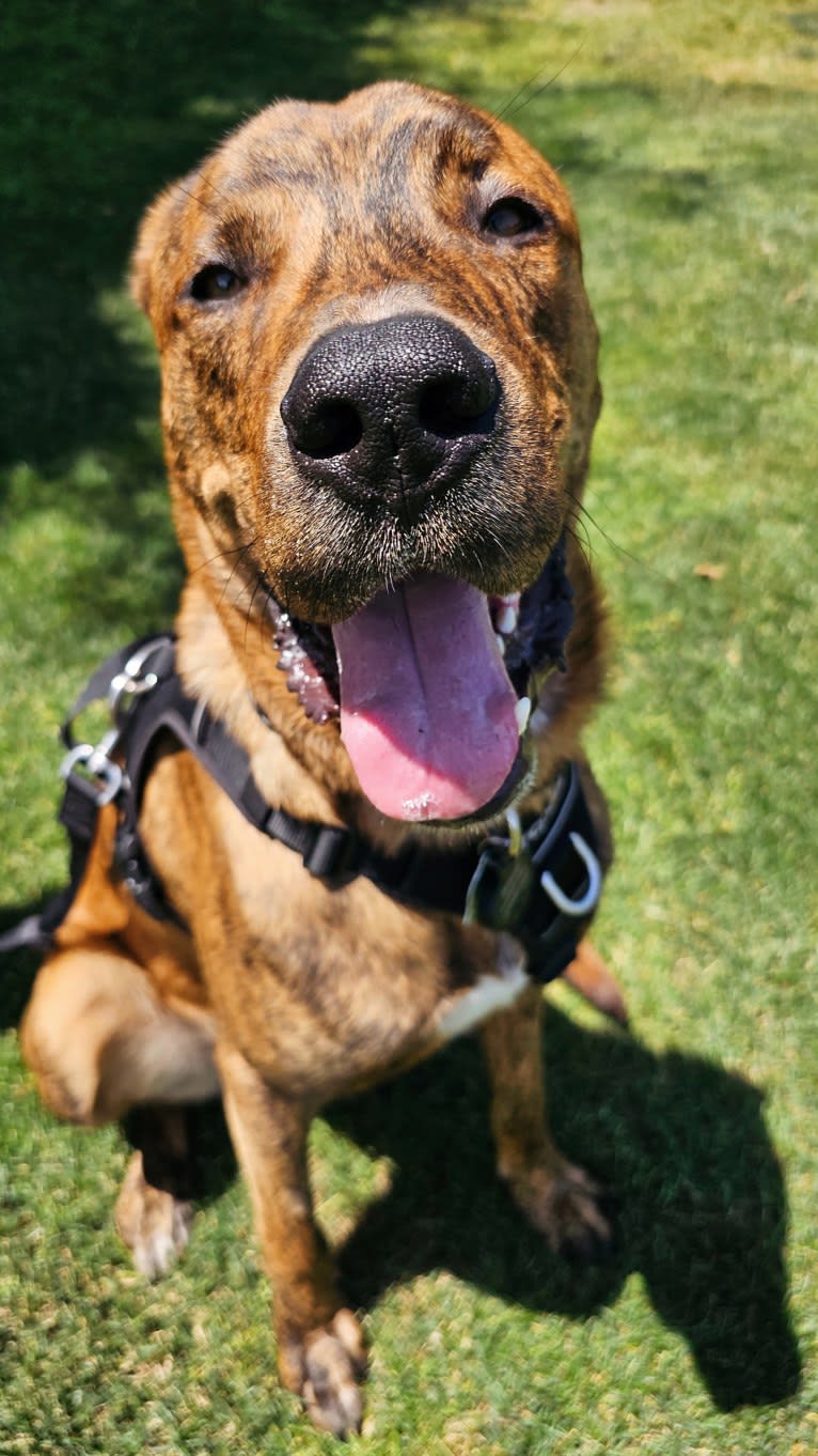 Bengal, a Great Pyrenees and American Pit Bull Terrier mix tested with EmbarkVet.com