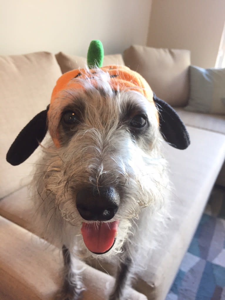 Joey, a Bedlington Terrier and Russell-type Terrier mix tested with EmbarkVet.com