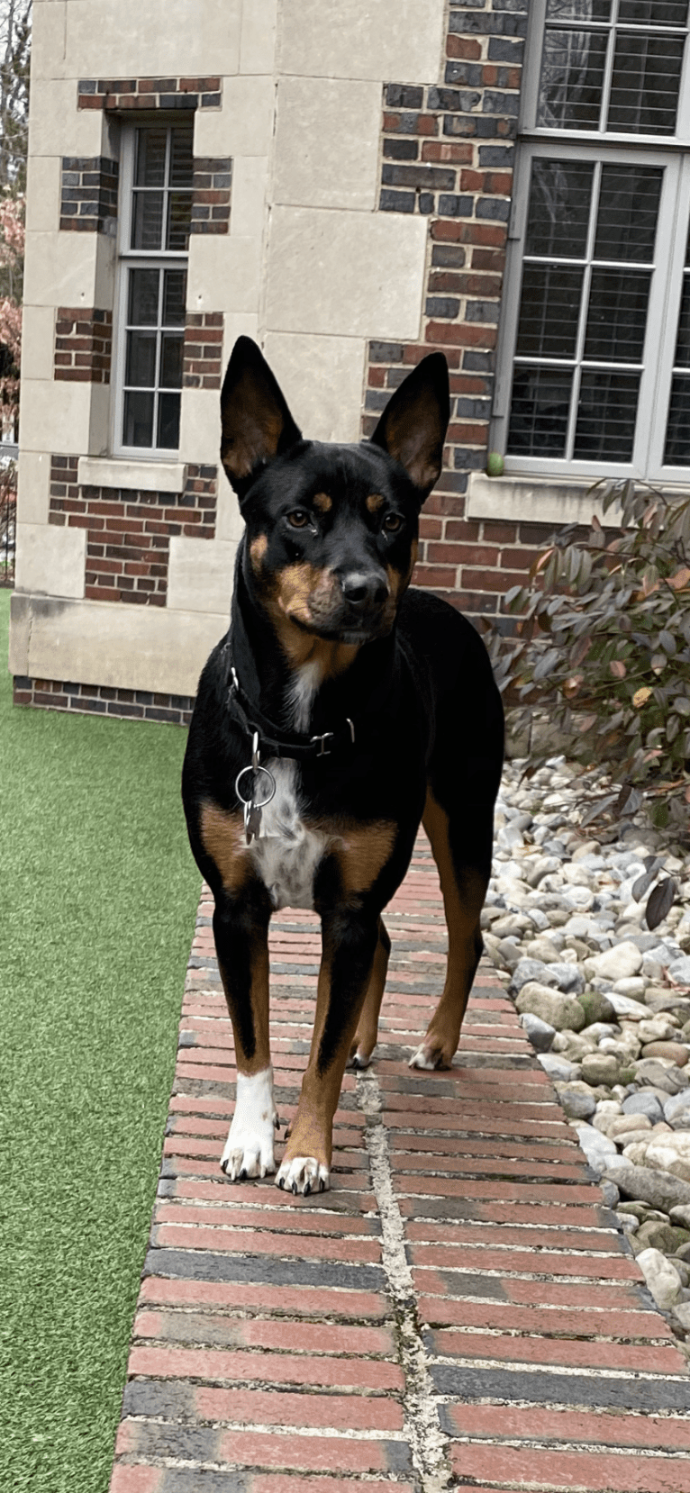 Charlie Grace, an Australian Cattle Dog and Golden Retriever mix tested with EmbarkVet.com