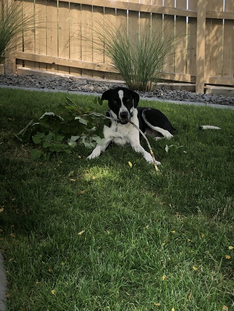 Dexter, a Great Pyrenees and American Pit Bull Terrier mix tested with EmbarkVet.com