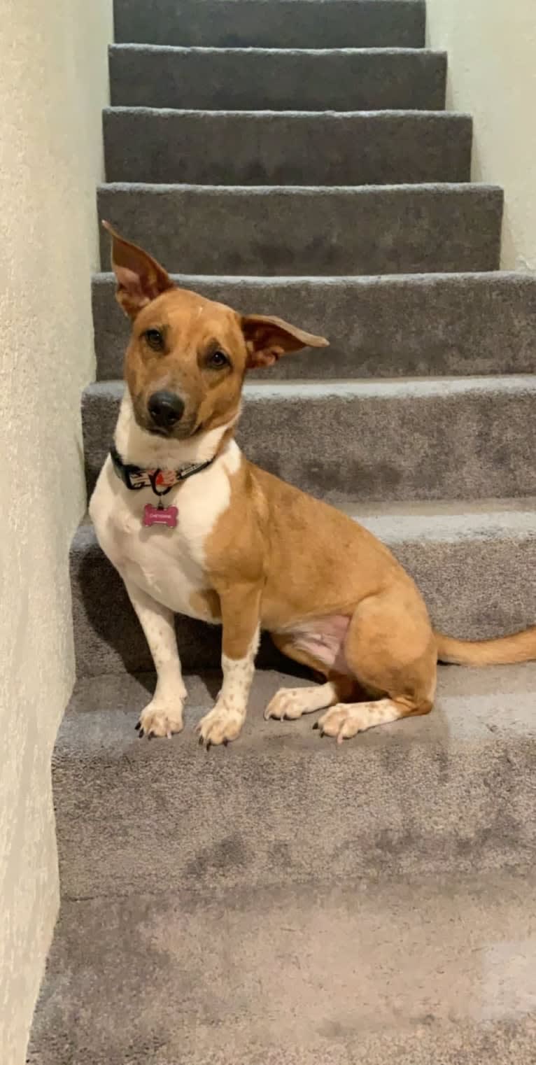 Cheyenne, an Australian Cattle Dog and American Pit Bull Terrier mix tested with EmbarkVet.com