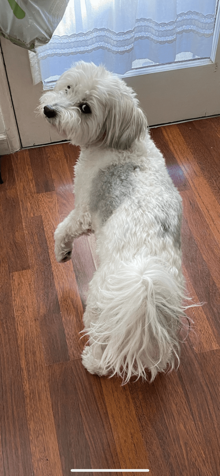 Jack, a Chinese Crested tested with EmbarkVet.com