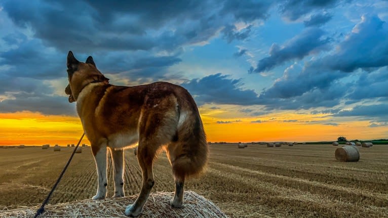 Anouk, a Yakutian Laika and Akita Inu mix tested with EmbarkVet.com