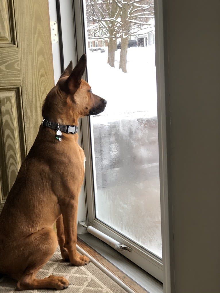 Charlie, a Rottweiler and Alaskan Malamute mix tested with EmbarkVet.com