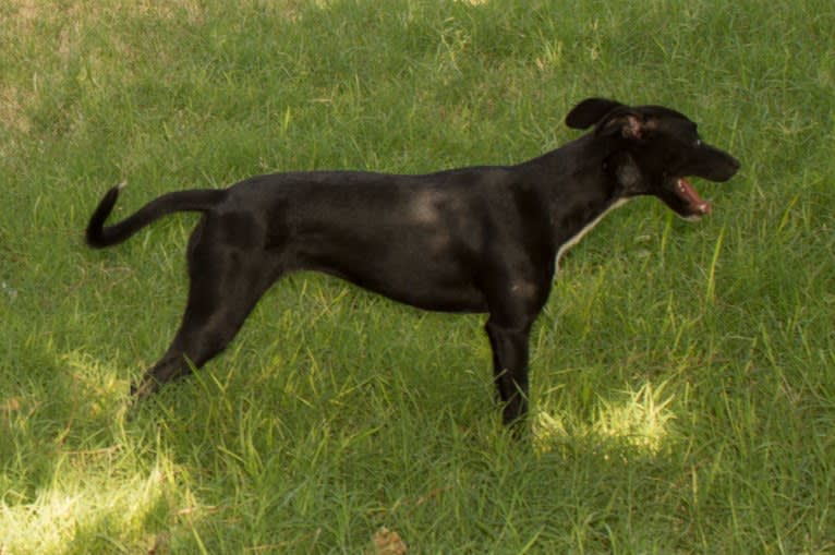 Jellybean, a Whippet and Border Collie mix tested with EmbarkVet.com