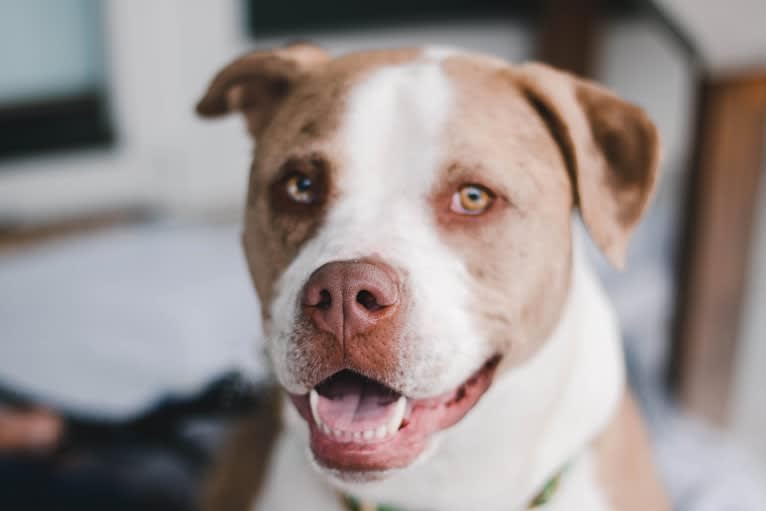 Frank, an American Pit Bull Terrier and Australian Shepherd mix tested with EmbarkVet.com