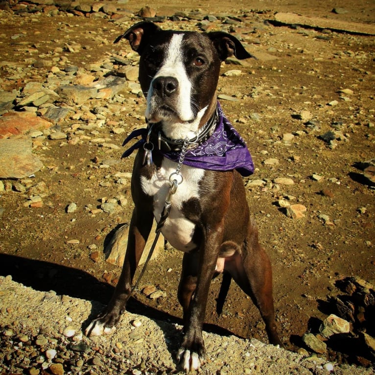 Spencer, a Staffordshire Terrier and American Bulldog mix tested with EmbarkVet.com