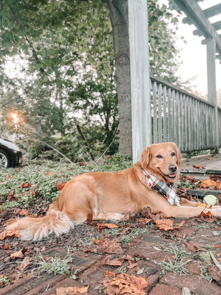 Marley, a Golden Retriever tested with EmbarkVet.com