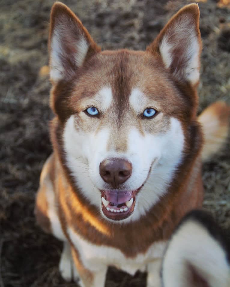 Asha, a Siberian Husky and German Shepherd Dog mix tested with EmbarkVet.com