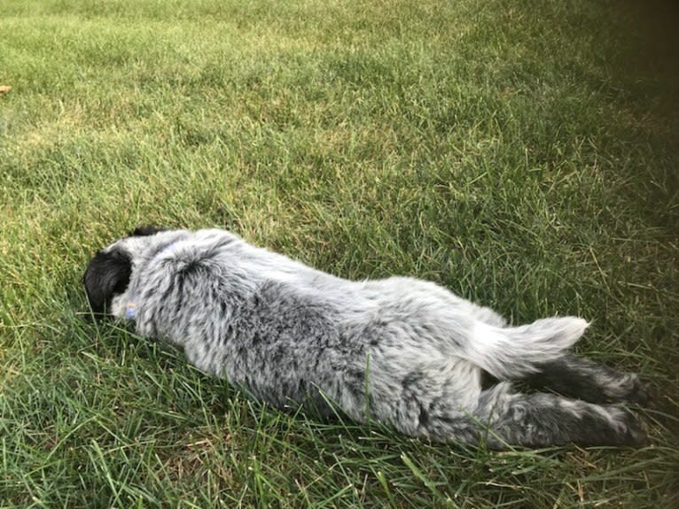 Odin 'stinky butt' Mussatti, an Australian Cattle Dog tested with EmbarkVet.com