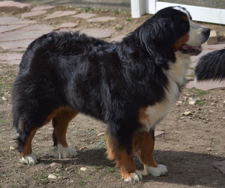 Lexi, a Bernese Mountain Dog tested with EmbarkVet.com