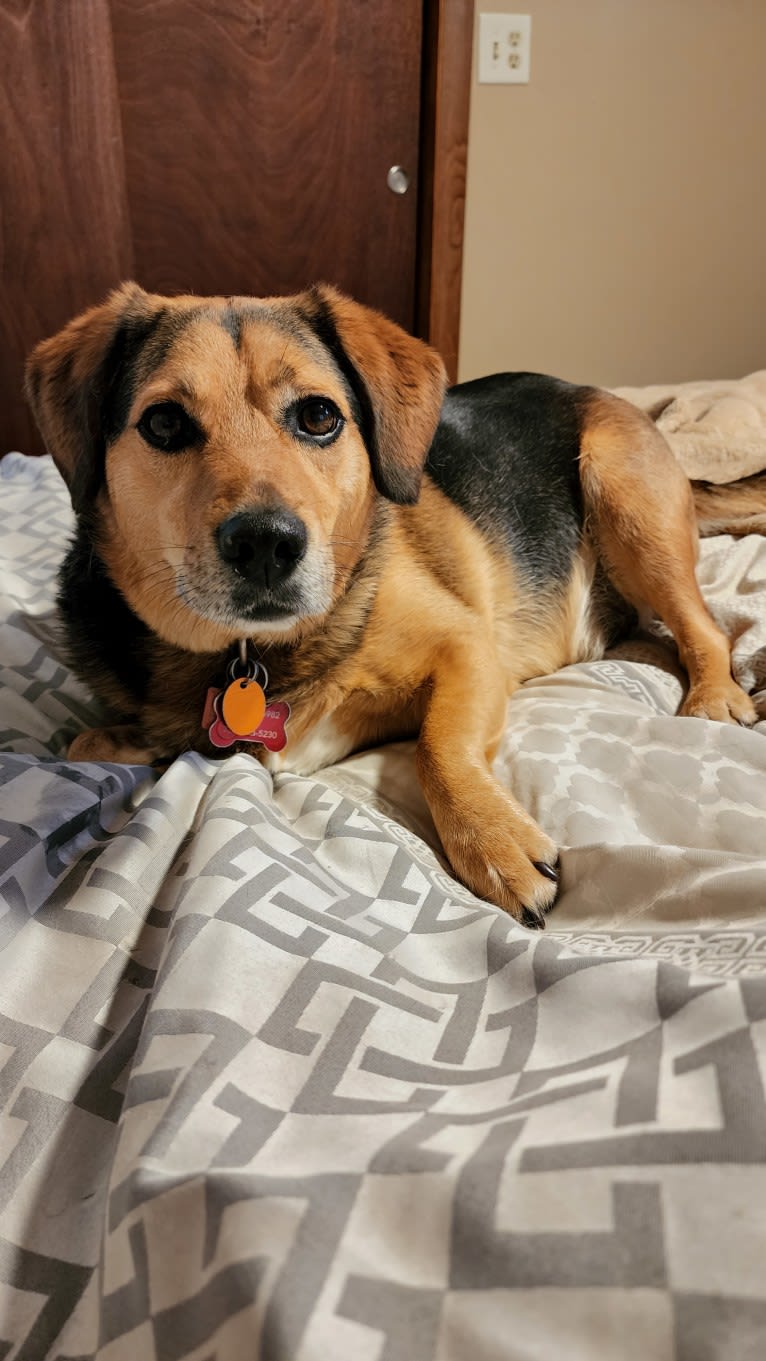 Thor, a Beagle and Australian Shepherd mix tested with EmbarkVet.com