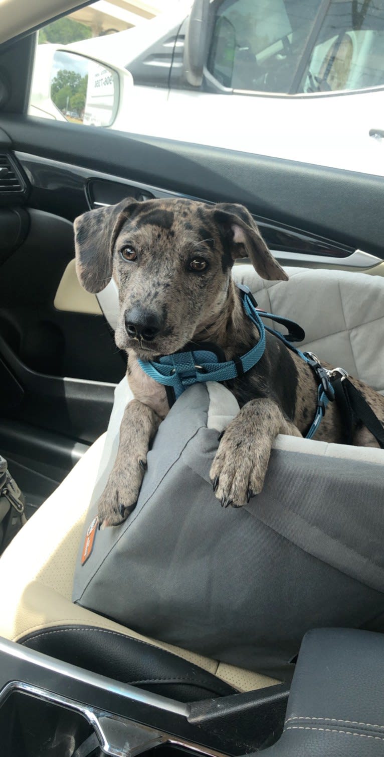 Rowdy Biscuit Nason, a Dachshund and American Pit Bull Terrier mix tested with EmbarkVet.com