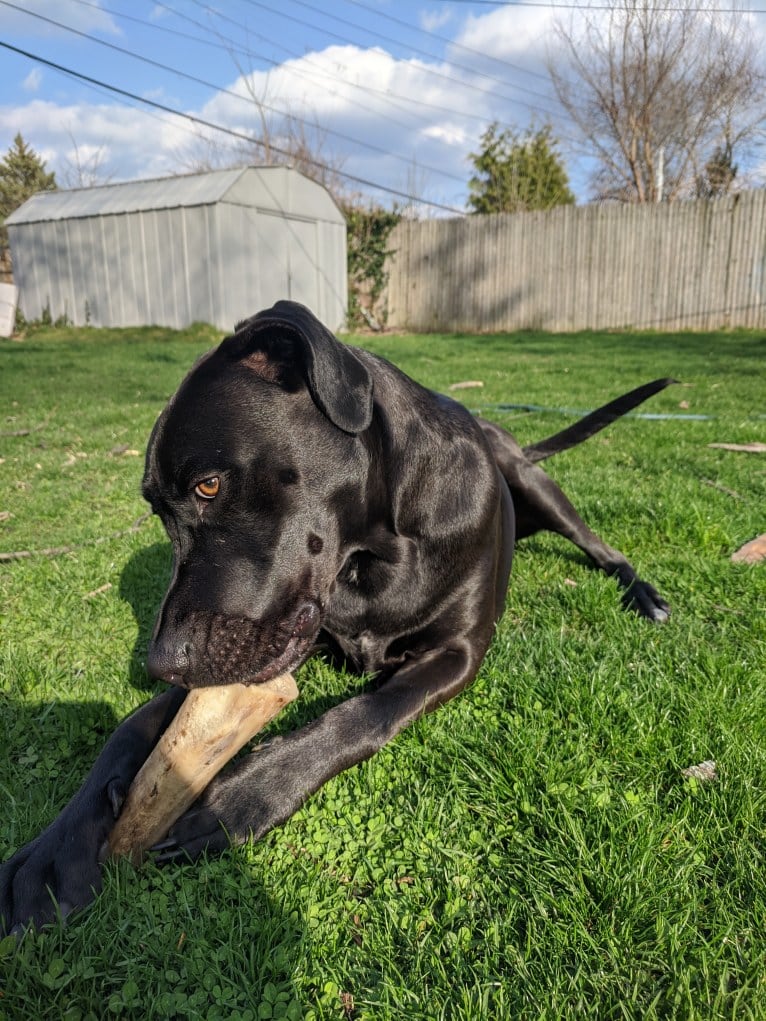 Pippin, an American Pit Bull Terrier and Treeing Walker Coonhound mix tested with EmbarkVet.com