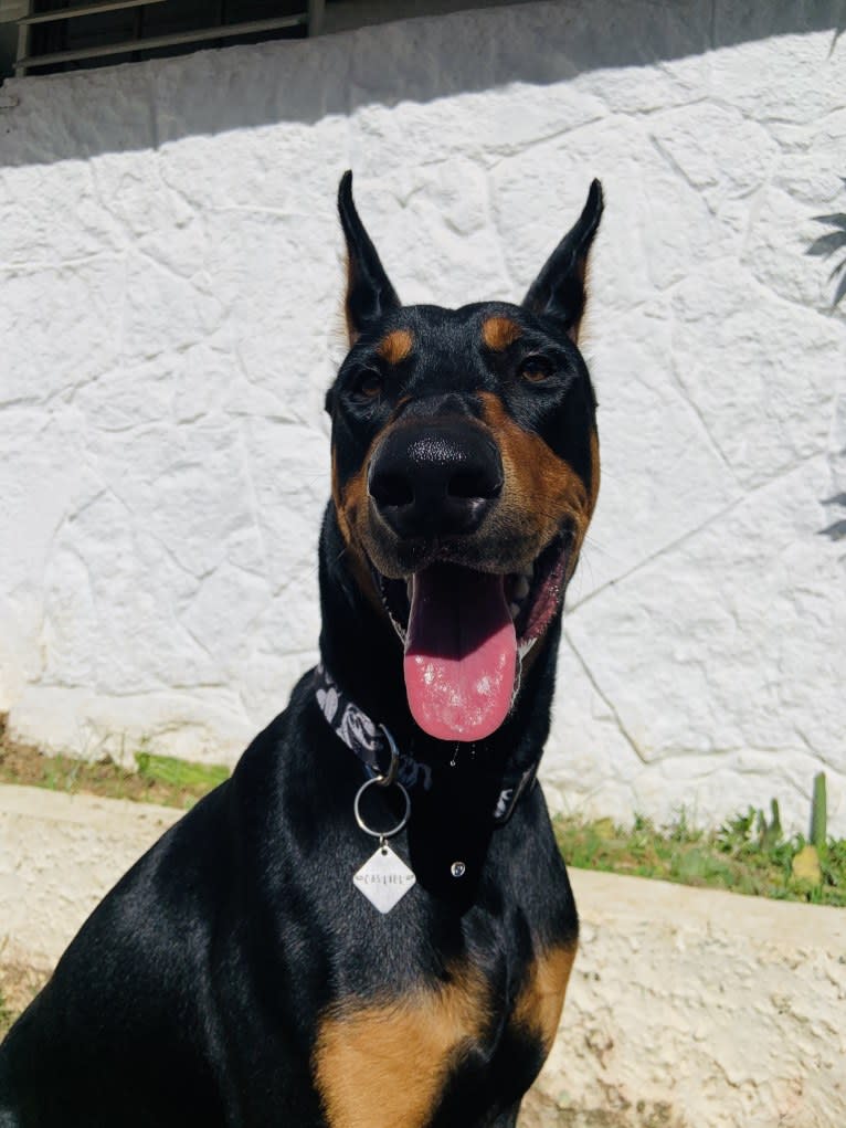 Castiel, a Doberman Pinscher and Rottweiler mix tested with EmbarkVet.com