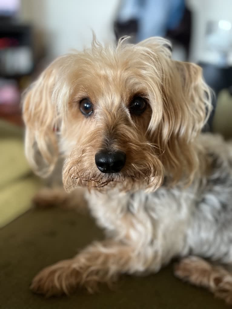 Missy, a Silky Terrier tested with EmbarkVet.com