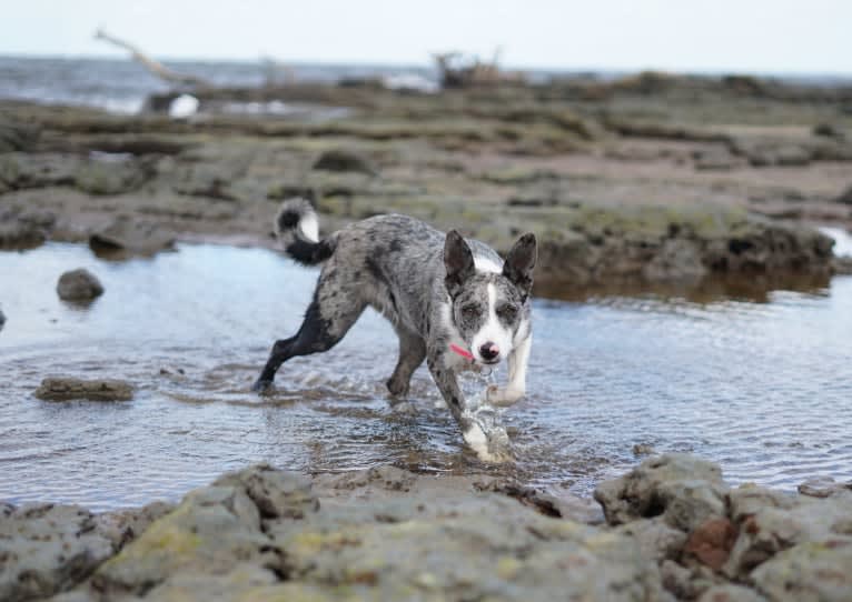 Fury, a Koolie tested with EmbarkVet.com