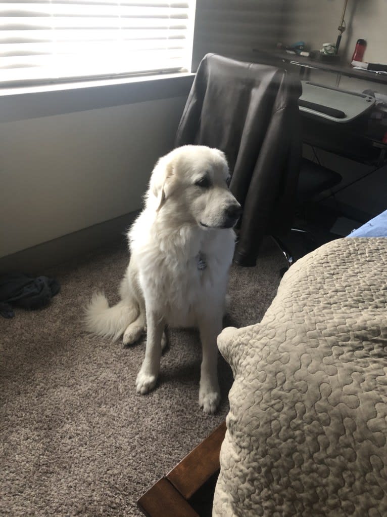 Looney “Chik’in Mini Bandit” Bear, a Great Pyrenees tested with EmbarkVet.com