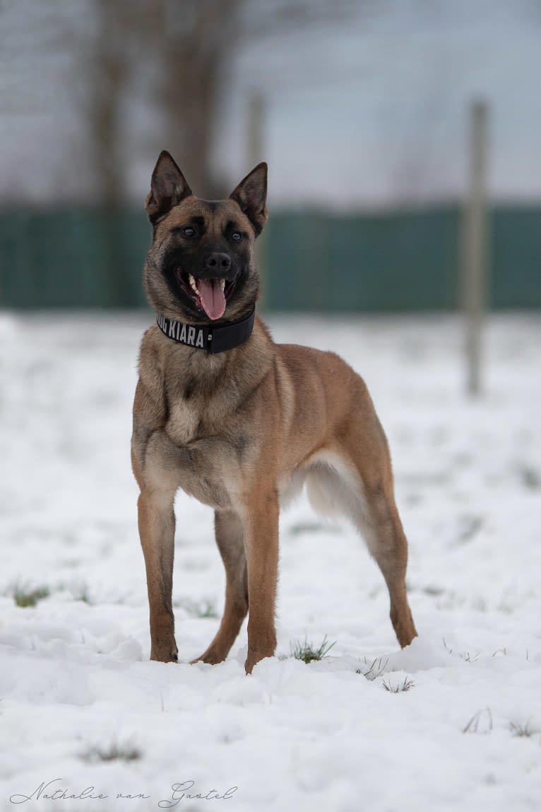 Kiara, a Belgian Shepherd tested with EmbarkVet.com