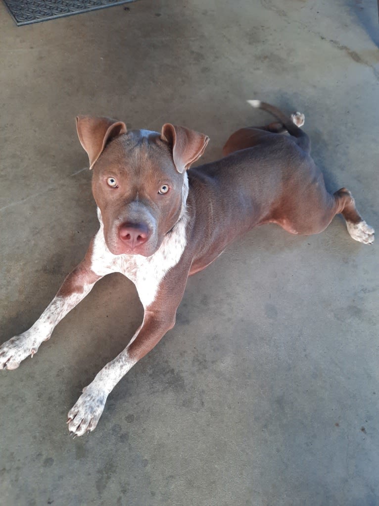 Elliot, an American Pit Bull Terrier and Australian Cattle Dog mix tested with EmbarkVet.com