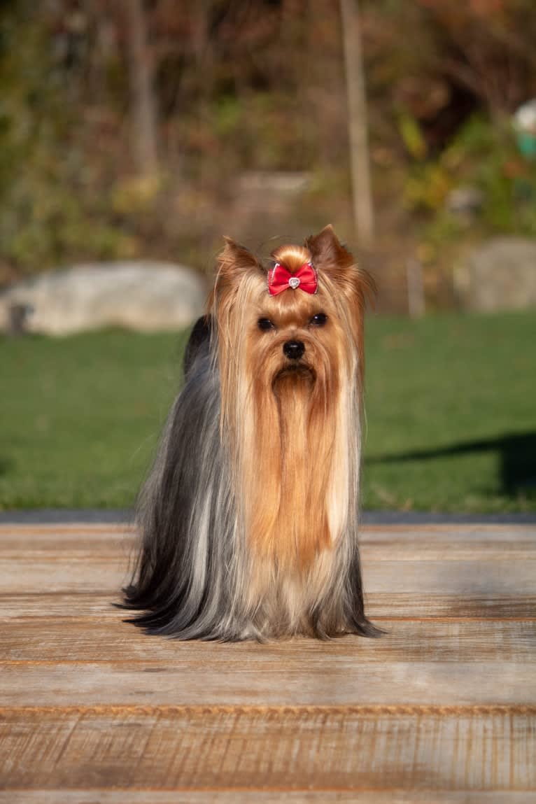 Yeti, a Yorkshire Terrier tested with EmbarkVet.com
