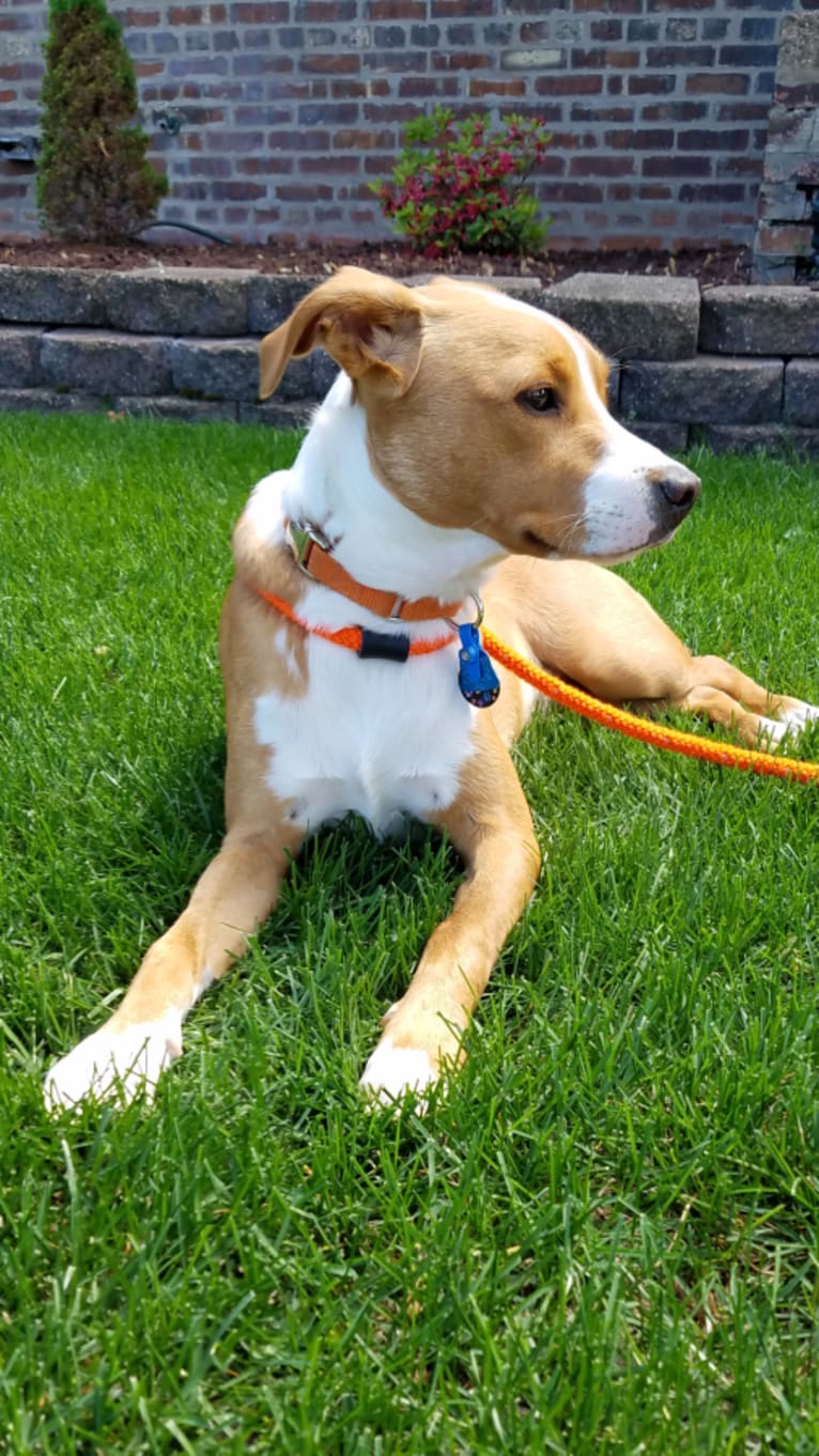 Kodi, a Staffordshire Terrier and Labrador Retriever mix tested with EmbarkVet.com