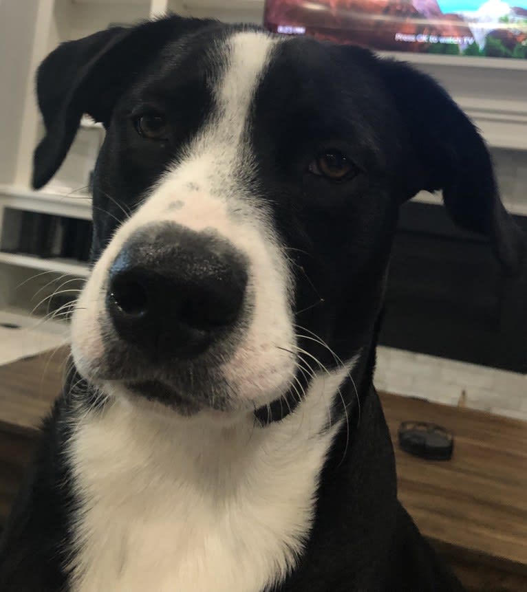 Frank Shore, an Australian Cattle Dog and Labrador Retriever mix tested with EmbarkVet.com